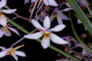 Holcoglossum Pink Jenny Profusion HCC/AOS 79 pts.